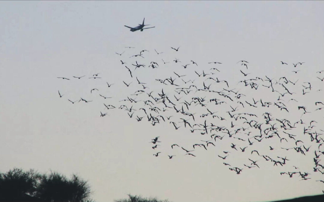 Las tácticas del aeropuerto para evitar que los pájaros choquen con los aviones